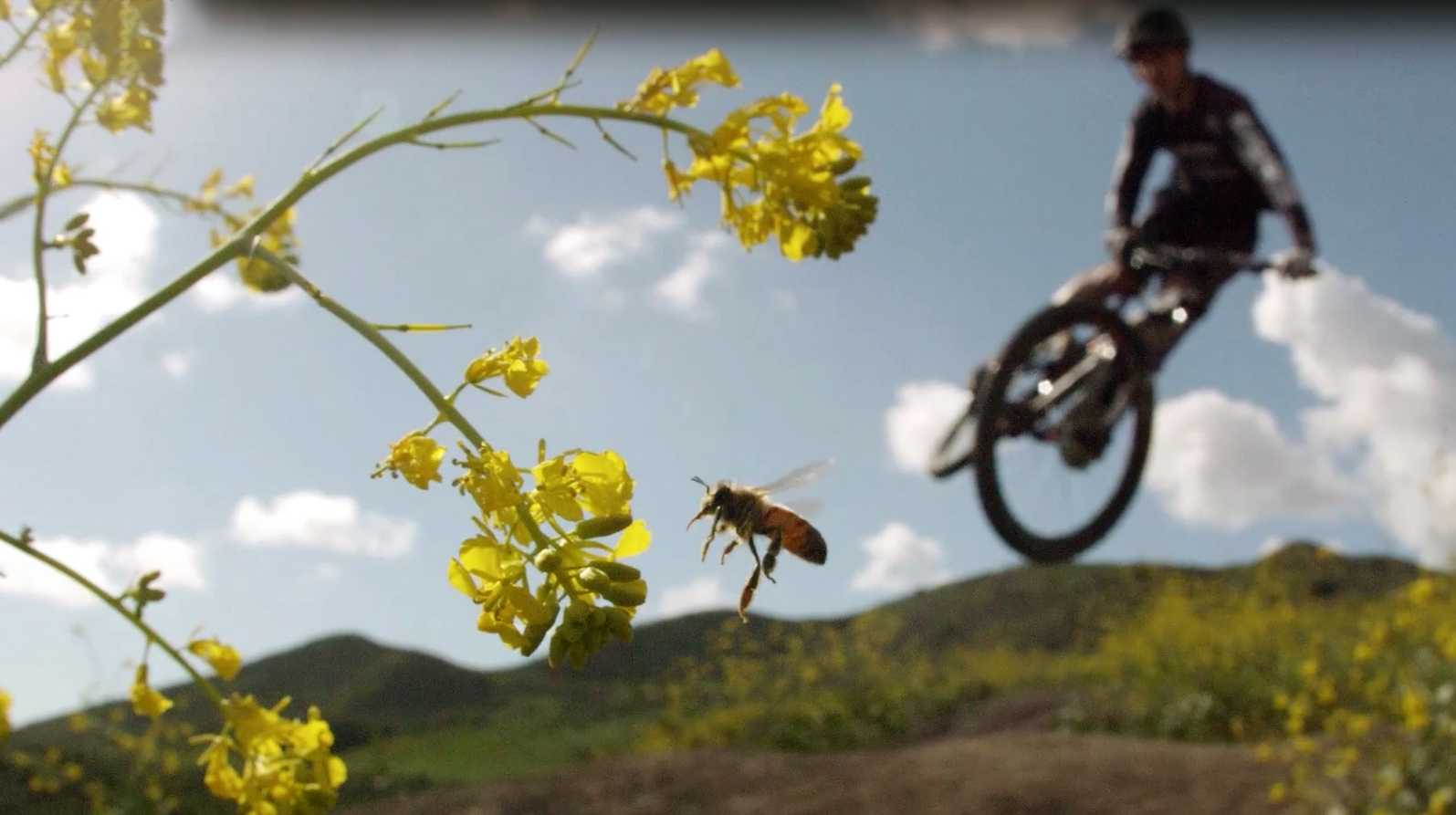 Lad ikke din Pollenallergi ødelægge din MTB tur